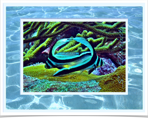 Dancing juvenile Drums.
